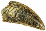 Serrated, Raptor Tooth - Real Dinosaur Tooth #295789-1
